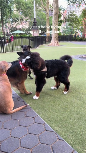 Baby Puppy at the Dog Park: Mom POV & Cute Puppy Play