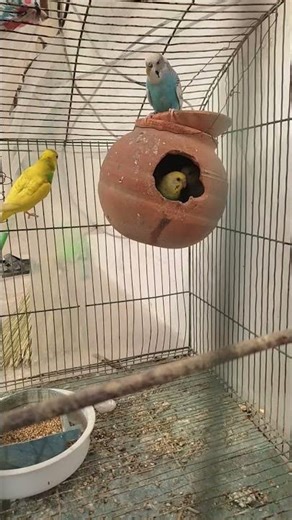 parrot song short video| cinematic bird sound effect