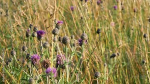 Close up of milk thistle (carduus tenuiflorus) plant in summer meadow.