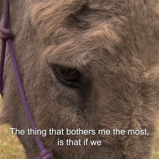 1M views · 30K reactions | Donkey starts walking weird after eating toxic plant  #donkeyday | Bondi Vet | Facebook