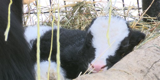 ‘A happy surprise’: Alaska Zoo welcomes baby Tibetan yak unexpectedly