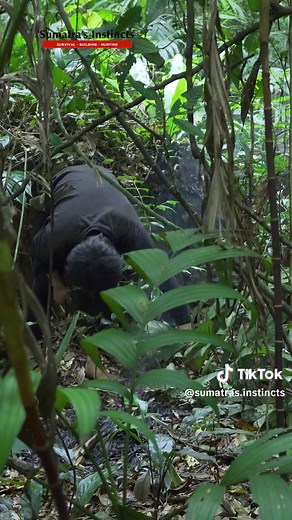 How to make a chicken trap! #sumatra #survival #survivalskills #trap