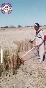 Wheat cutter Tool UAN: 03-111-125-100 Whatsapp: https://wa.me/message/NHVS7E5PQ2KSA1 For whats app : https://wa.me/message/B6FOWMQX3SZDA1 https://wa.me/message/3LFK6GTQQFPZE1 | AGRO POWER