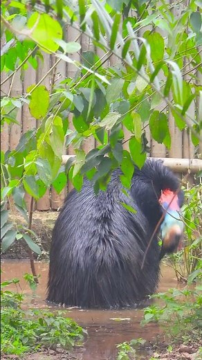 The Powerful Legs of the Cassowary: Nature’s Unseen Weapon