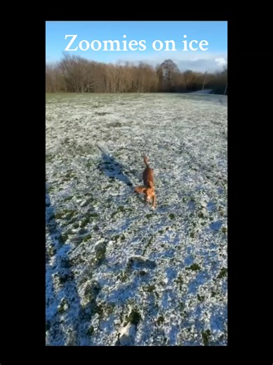 Honey the Cocker Spaniel's Zoomies Fun