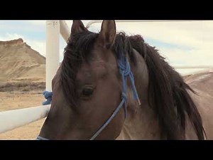 Day5 Student gelding the grulla with Dr Neil Grey DVM