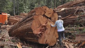 Conservationists attack NDP government over old-growth logging