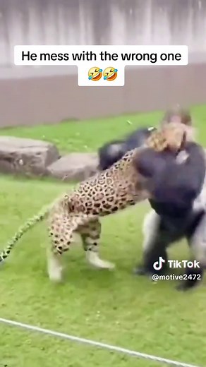 Gorilla vs Tiger Showdown: Watch the Highlights