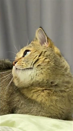 The Ultimate Guide to Playing Pranks: Style Gold Edition