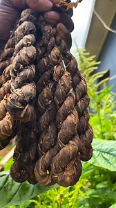Sapotem local !🥰 fresh and strong local Tobacco from North east Malekula. Price : 850 vt & 650vt | Delo Walarano