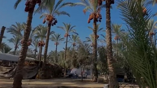 225K views · 120 reactions | The ongoing Israel-Hamas conflict has cast a long shadow over Gaza's agricultural sector. The date harvest has been particularly hard hit. | China Xinhua News | Facebook