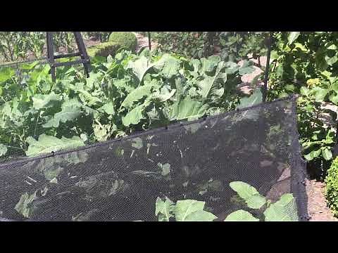 Butterfly Netting in action