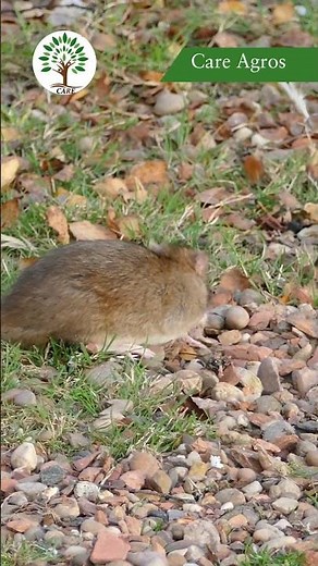 🐀 Rodents in your facility? #careagros #pestcontrol #shorts