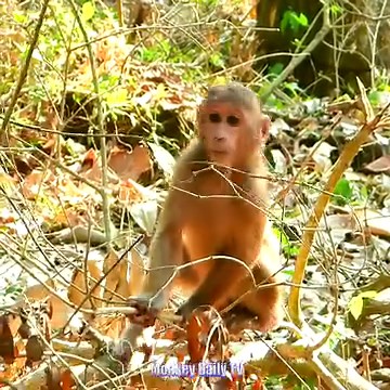 20K views · 232 reactions | Great News New Abandoned Baby Stump Tail Monkey Releasing To Live In Sovana Troop Looking So Gorgeous So Handsome | Monkey Daily TV | Facebook