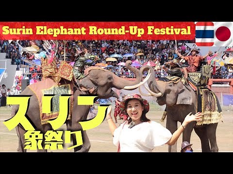 【タイ旅行 スリン】 象祭り タイの３大祭りのひとつ｜200頭のゾウ達による大迫力の最高のエンターテイメント Surin Elephant Round-Up Show