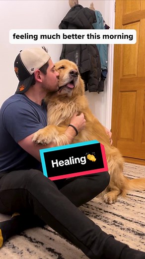 Marley Golden Retriever Update: Still On the Mend 🐾