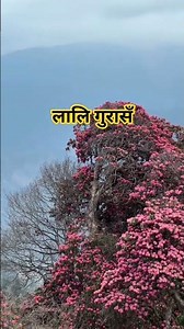 national flower laligurans blooming season #nature#trekking #travel
