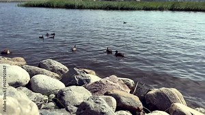 Ducks swimming peacefully in the water, with large rocks along the shoreline. In the background, tall reeds grow, creating a calm and natural riverside scene. High quality FullHD footage