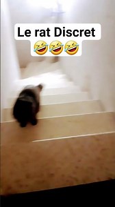 Le rat discret prudent intelligent proche de l' homme# gougougaga #cat #rat