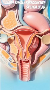 Inside The Female Reproductive System (3D Medical Animation) #education #shorts #anatomy