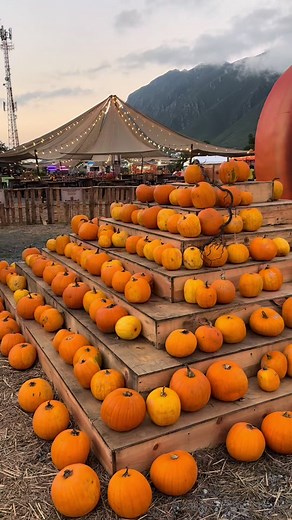 Pumpkin Dash 2023: Diversión Familiar y Delicias Gastronómicas