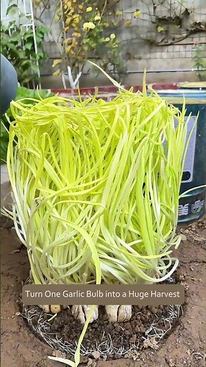 How to Get Endless Garlic Shoots at Home