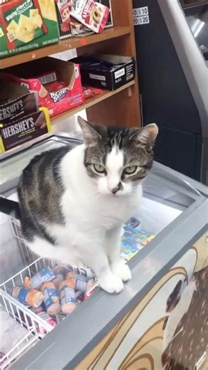 Friendly Bodega Cat in NYC