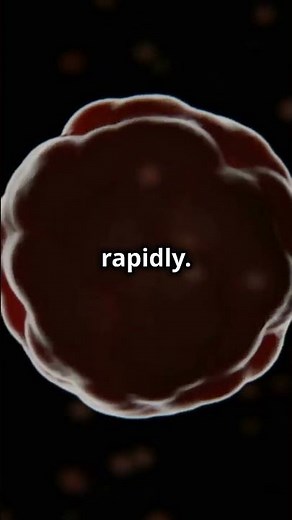 #MiracleOfLife: From Conception to Birth