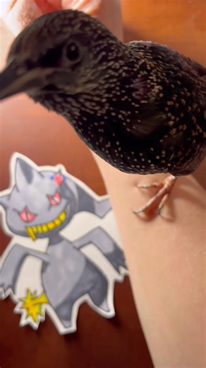 #banette #pokemon #pokemonart #drawing #sketch late night sketches with my sidekick, Bill.