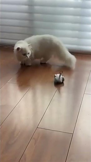 USB Rechargeable Remote Control Interactive Cat Toy Car