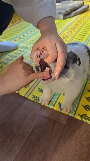 이거 약 맞아? #강아지 #보더콜리 #블루멀 #구충제