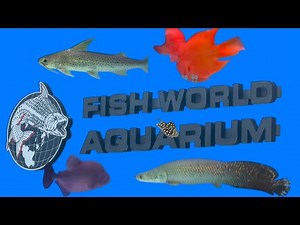 Fish world aquarium store tour
