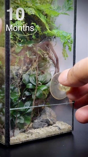 Mini terrarium in a diy enclosure #mini #terrarium #diy #urbannemophilist #reels | The Urban Nemophilist
