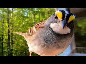 Unnoticed White-throated Sparrow Variations