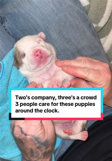 Teamwork in Raising XL Bully Puppies