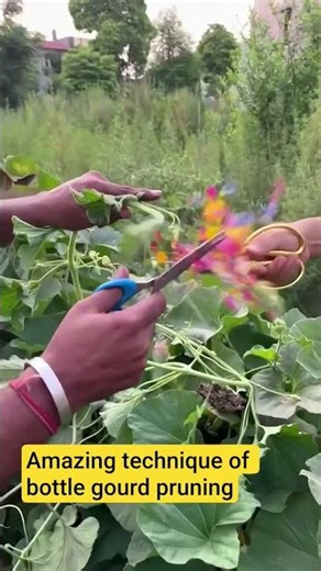 Amazing technique of bottle gourd pruning #bottlegourd #pruning #educationalvideo #lifecycle