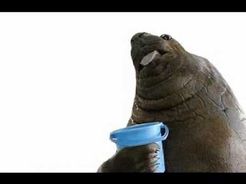 I Has a Bucket - Animated!