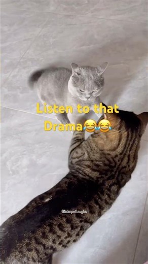 Angry cats sound | fight are real😂 #angrycat #catfight #short