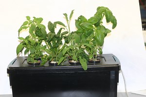 Home Made Windowsill Hydroponic Herb Garden
