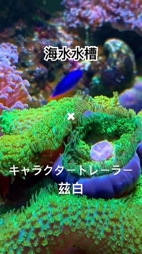 海水水槽✖︎ 【原神】キャラクタートレーラー 兹白（CV：福圓美里）「俗世に帰すこの身」