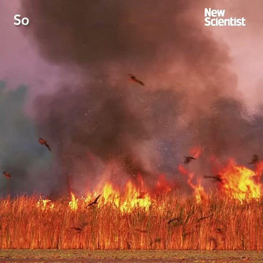 Birds of prey spread fires deliberately
