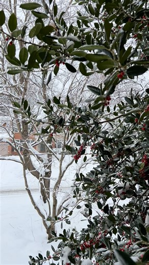Have you been seeing robins this winter? You’re not imagining things. These birds aren’t lost. They’re actually just following the food. While worms are frozen under all that snow, robins switch to berries, sticking around as long as there’s a good fruit buffet. Winter may chase some to Florida, but plenty hang out in the cold until the snacks run out! Don't believe us? Click here to learn more: https://nature.ly/40u0liL 🎥 : Cara Byington | The Nature Conservancy
