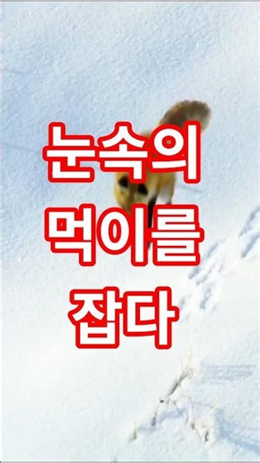 #여우의 사냥