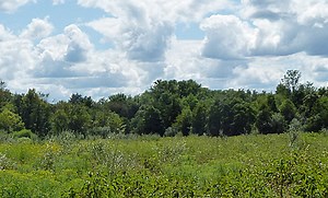 Overview of JK Black Oak - Loudoun Wildlife Conservancy