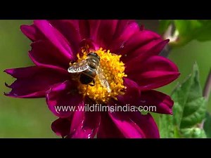 Drone Fly pollinator explores a vibrant Dahlia bloom in macro detail