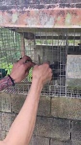 500 reactions · 57 shares | Esta fue hoy en Río Abajo Cidra! Piton reticulada , se comió una Paloma . #proyectoretic #puertorico #invasivespecies #reticuladas #Reticulatedpython | Proyectos Retic | Facebook