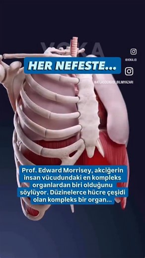 Selcen Pirge / Bilim yazarı on Instagram: "Prof. Irving Herman’ın “Physics of the Human Body” adlı kitabına göre, alveollerin toplam yüzey alanı 50-100 metrekare. Akciğerin özel yapısı kanla temas eden alanın çok fazla olmasını sağlıyor. Prof. Herman, “Böyle olmasaydı metabolik oksijen ihtiyacımızı karşılamaktan çok uzak olurduk.” diyor. Alveoller, içleri ıslak plastik torbalar gibi. Islak torbaların iç kısımları birbirine yapışır, fakat alveollerde üretilen, lipid ve proteinlerden oluşan sürfak