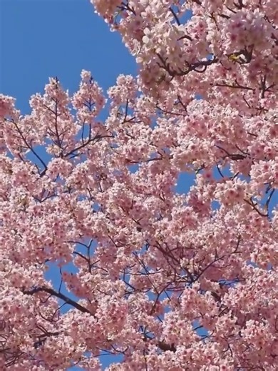 春到来！満開の菜の花や桃や桜🌸 #日本の景色 #横浜 #春うらら #投稿でゲット