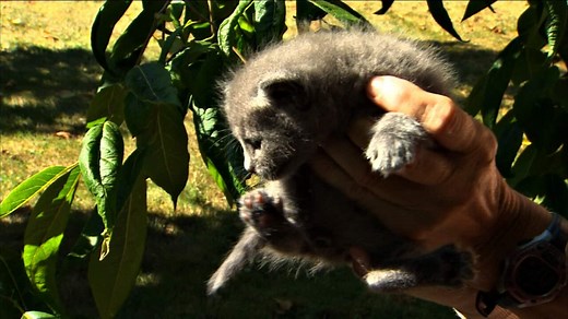 How to catch a stray cat RAW