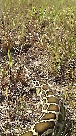 How Burmese pythons became an invasive species in Florida. #burmesepython #invasivespecies #florida